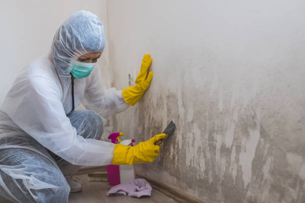 Best Commercial Mold Inspection  in Dimmitt, TX